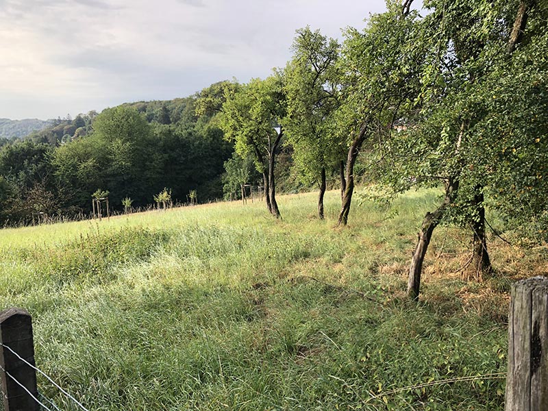 Obstwiese an der Vockerterstr von oben gesehen