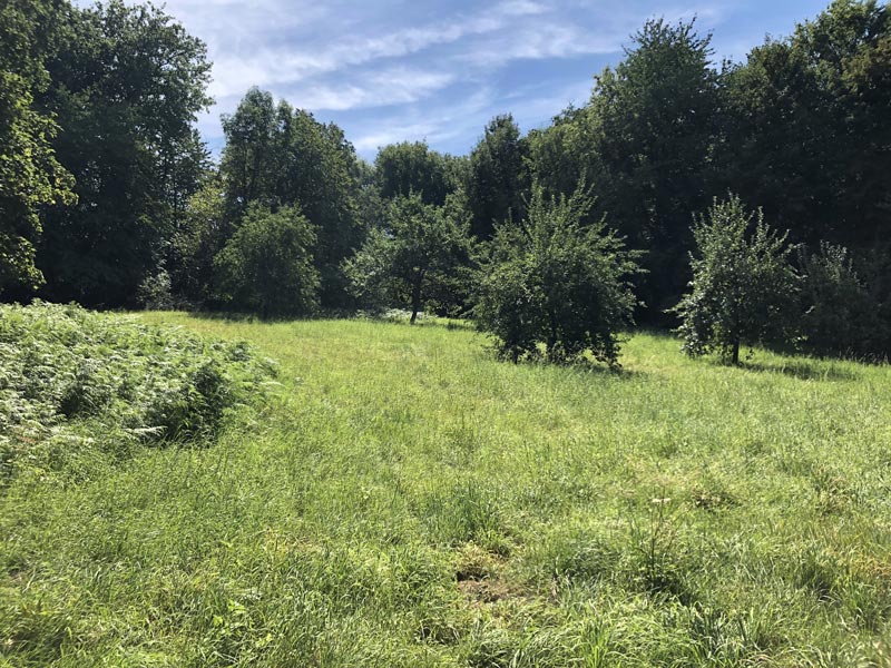 Wald 11 Obstwiese Im Heiderbusch