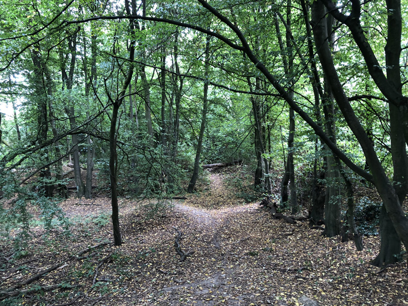 Wald in der Lützowstr