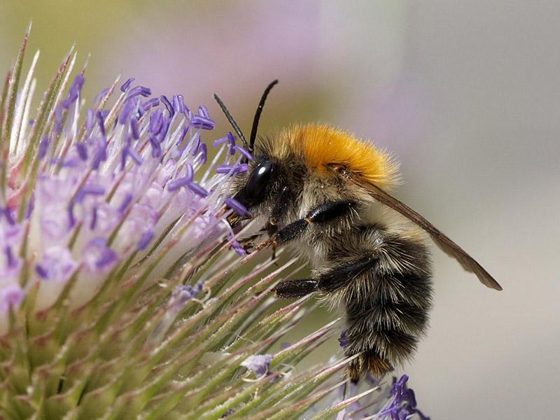 sputniktilt bombus pascuorum ackerhummel